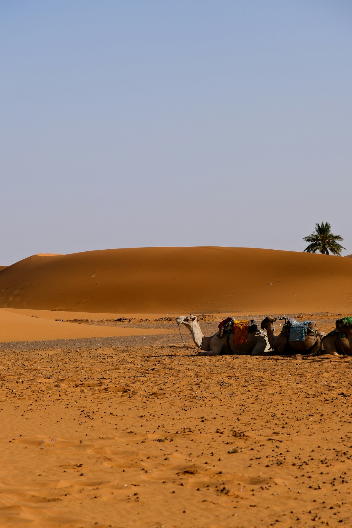 Un itinéraire de 7 jours à travers la Tunisie de la côte au désert