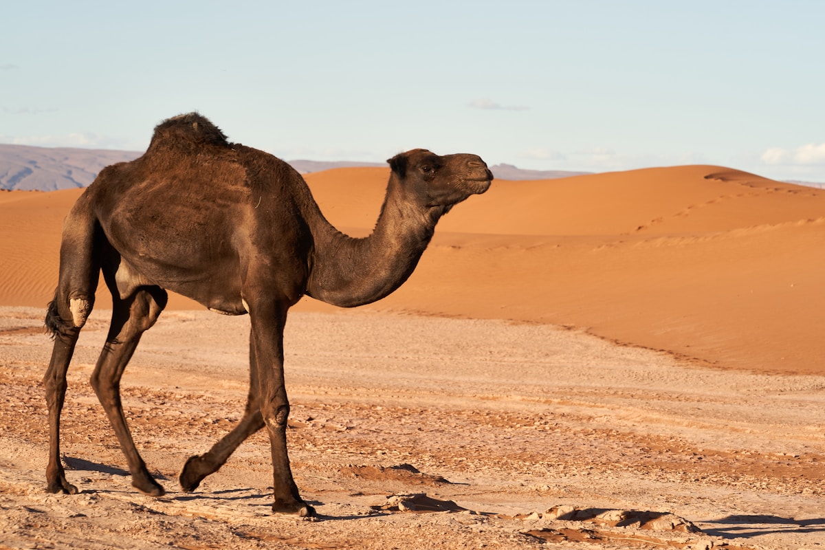 Un hôtel du désert à Tozeur, sud de la Tunisie