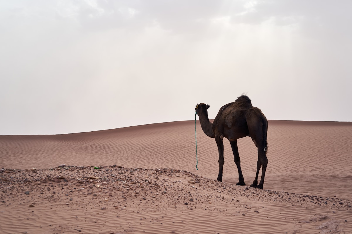 Chameaux au repos devant les dunes du Sahara tunisien en février